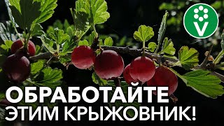 ПОРА СПАСАТЬ КРЫЖОВНИК от мучнистой росы! 5 безопасных рецептов обработки по ягоде