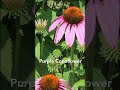 Pollinator Garden for Pollinator Week