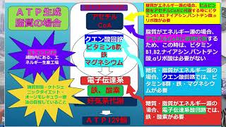 ATP(人間のエネルギー通貨）の原料が脂質の場合のお話です。ATPがなくなると、それは「死」を意味します。この体の仕組みを理解することが、健康と美容を獲得する近道です。