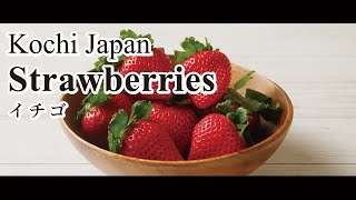 How to make the popular Japanese wagashi sweets, strawberry daifuku, with Kochi strawberries