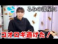 コオロギが逃げた。ろみの部屋が大変な事に？！😱【爬虫類】