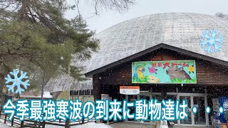 午後から吹雪！今季最強寒波到来で草津熱帯圏の動物達は・・・。