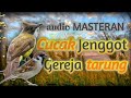 Masteran cucak jenggot mix greja tarung jernih // masteran audio,Masteran mudah di tiru