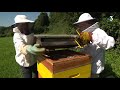 Une année calamiteuse pour les abeilles en Haute-Savoie