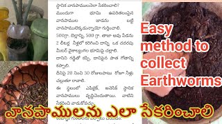 వానపాములను ఎలా సేకరించాలి?/Easy method to collect Earthworms.