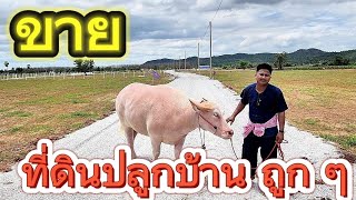 #ขายที่ดินปลูกบ้านราคาถูก ๆ 200 ตร.ว 📌📌📌 น้ำไฟครบ วิวหุบเขา กลางชุมชน เลาขวัญ กาญ