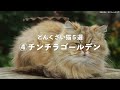 【猫の性格】毛色でわかる猫の運動神経の悪い猫