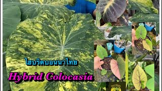 บอนนาไทยไฮบริด ทองสยามxโทปิคอลสตรอม Colocasia Hybrid Bonna Thai🇹🇭🇹🇭🇹🇭