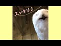 【可愛すぎる】フクロウが吐く瞬間【ペリット】