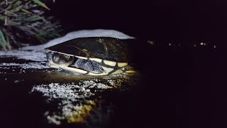 Bundeena, fresh water turtle on rocks by sea