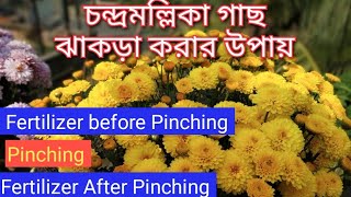 চন্দ্রমল্লিকা গাছ ঝাকড়া করার উপায় ।