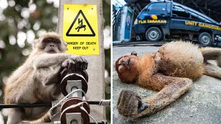 Naive Monkeys Get Electrocuted After Touching An Electric Pole