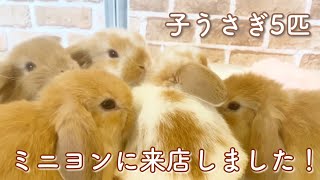 【子うさぎ】子うさぎたちがミニヨンに来店しました🐰