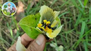 【蕉您來好康】木鱉果｜人工授粉