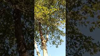 Bhumura tree, Terminalia bellirica, bastard myrobalan