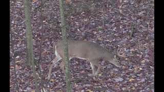 Archery Buck At 5 Yards - Let Em’ Grow