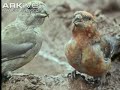 arkive common crossbill video loxia curvirostra 00