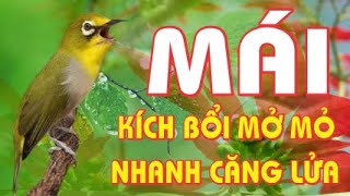 KHUYÊN MÁI KÍCH TRỐNG NHANH CĂNG LỬA  - CÁCH LUYỆN KHUYÊN TRỐNG MỞ MỎ LÍU BỀN  #khuyênHótLíu