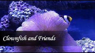 Clownfish, Yellowtail Damsel fish and Anemone