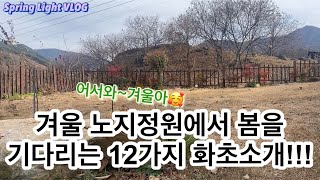 봄빛가드닝- 겨울 노지정원에서 봄을 기다리는 화초 12가지를 소개합니다!!!/가드닝/정원/정원가꾸기/정원꾸미기