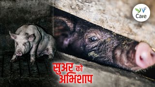 सुअर को अभिशाप। A Curse on Pigs| Vegan Hindi India