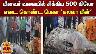 மீனவர் வலையில் சிக்கிய 500 கிலோ எடை கொண்ட மெகா 'கலவா மீன்'