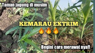 Cara merawat jagung di musim kemarau yang EKSTREM !! tanpa di kasih air juga bisa panen