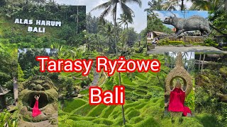 #8 Bali Pojechaliśmy na tarasy ryżowe Ubud Alas Harum