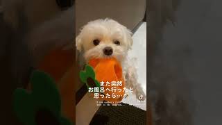 #shorts  健気で可愛すぎる犬をご覧下さい🐶【マルチーズ】healthy and cute dog