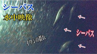 【シーバス】水中映像！「偏食」「食わない」謎が明らかに！