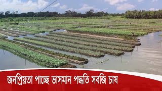 পিরোজপুরে দিন দিন জনপ্রিয়তা পাচ্ছে ভাসমান পদ্ধতি সবজি চাষ 17Sep.20