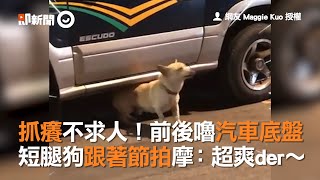 抓癢不求人！前後嚕汽車底盤　短腿狗跟著節拍摩：超爽der～