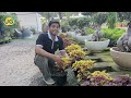 coleus plant care tips how to grow and care for coleus indoors u0026 outdoors