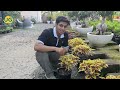 coleus plant care tips how to grow and care for coleus indoors u0026 outdoors