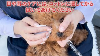 mofuwa スキンケアミストの使い方