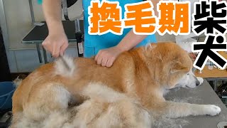 【トリミング】５倍速でわかる！柴犬のグルーミング【１２４時間目】　|　(5Xspeed)Grooming for Shiba