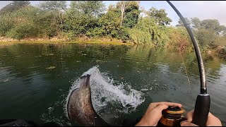 Aggressive bites and fights with catfish!/ I didn't expect so many fish!