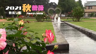 敷島公園 門倉テクノばら園 2021秋薔薇