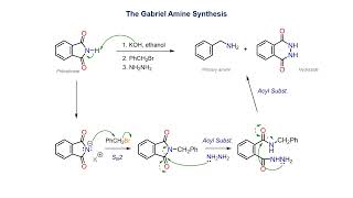 The Gabriel Amine Synthesis