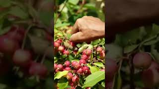 Tiny Apples Harvesting #317