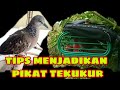 TIPS (TAHAPAN) MENJADIKAN BURUNG BARU SAMPAI JADI PIKAT‼️VERSI ANDUHUR TOBA