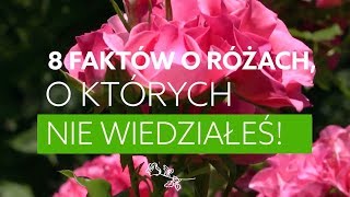 8 faktów o RÓŻACH, o których nie wiedziałeś!