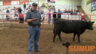 Cattle Judging (7/19/14)