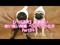 【パグ子犬】多頭飼い part3＋1 拾い食い問題！ペッペッの仕方