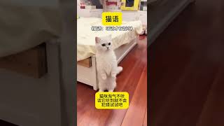 猫咪淘气不听话它听到就不会犯错快试试看吧#猫语 #猫语十级 #新手养猫