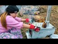 nomadism in northern iran cooking at high altitudes and gathering laleki for the flocks