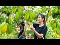 Have you ever eat young star fruit like this | Picked star fruit along the road | Star fruit eating