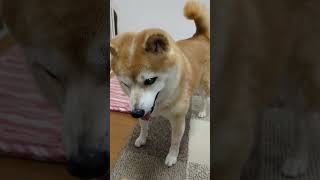 柴犬が、急に塩対応　#shorts