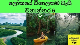 ලෝකයේ විශාලතම වැසි වනාන්තර 6 🌏🌳