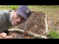 how to plant and over winter cassava yucca